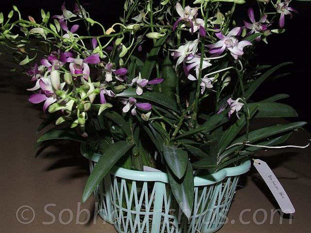 dendrobium wason blue